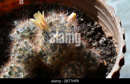 Leuchtend gelbe Blume und rote Früchte der Mammillaria elongata (Marienkaktus). Fruchtiger Marienkäfig. Stockfoto