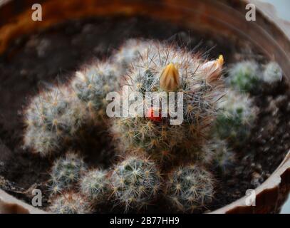 Leuchtend gelbe Blume und rote Früchte der Mammillaria elongata (Marienkaktus). Fruchtiger Marienkäfig. Stockfoto