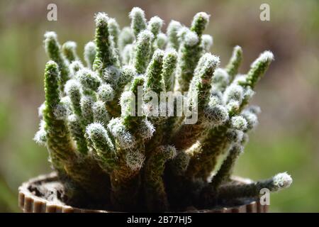 Mammillaria elongata (Marienkaktus). Nahaufnahme eines kleinen Kakteens in einem Topf mit Blumen. Mammillaria proliferat. Fruchtiger Marienkaktus. Stockfoto