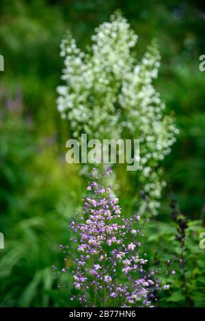 Thalictrum delavayi, Wiesenrue, lila, lila, Blume, Blumen, Blüte, mehrjährig, RM Floral Stockfoto