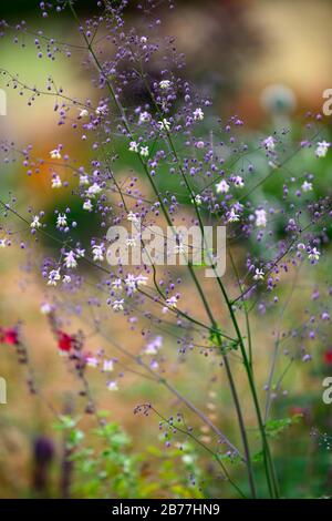 Thalictrum delavayi, Wiesenrue, lila, lila, Blume, Blumen, Blüte, mehrjährig, RM Floral Stockfoto