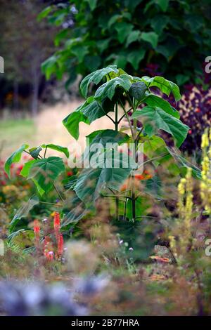 Paulownia tomentosa, Empress, Foxhandschuh Tree, Leaves, Laub, bestäubt, bestäubt, zurückgeschnitten, überschaubare Größe, Garten, Gärten, RM Floral Stockfoto