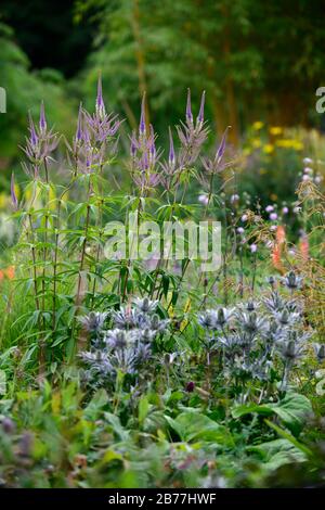 Veronicastrum virginicum Faszination, Culver's Root, Lila, Hellblau, Blumen, Blüte, Stängel, RM Floral Stockfoto