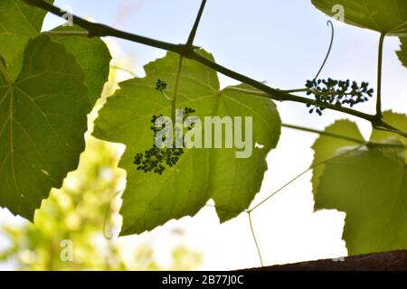 Grüne Trauben wachsen auf den Weinreben.unreife, junge Weintrauben im Weinberg, Frühsommer. Haufen grüner unreifer Trauben mit Blättern. Stockfoto