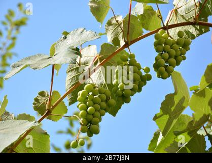 Grüne Trauben wachsen auf den Weinreben.unreife, junge Weintrauben im Weinberg mit blauem Himmel. Haufen grüner unreifer Trauben mit Blättern. Stockfoto