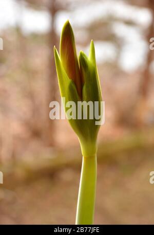 Hippeastrum, rote Blume. Hausblume. Hippeastrum oder Amaryllisblüte. Lilienblümchen. Grüne, unverblügte Knospen mit Blumen. Schöne Hausanlage. Stockfoto