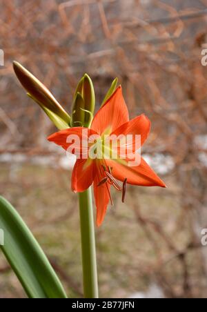 Hippeastrum, rote Blume. Hausblume. Hippeastrum oder Amaryllisblüte. Lilienblümchen. Grüne, unverblügte Knospen mit Blumen. Schöne Hausanlage. Stockfoto