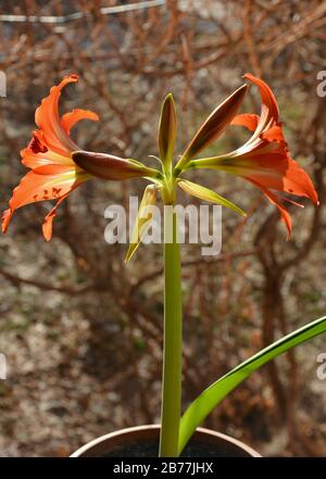 Hippeastrum, rote Blume. Hausblume. Hippeastrum oder Amaryllisblüte. Lilienblümchen. Grüne, unverblügte Knospen mit Blumen. Schöne Hausanlage. Stockfoto