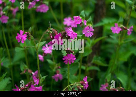 Rosa Blumen mit Wassertropfen nach dem Regen im Garten, Frühlingskonzept Stockfoto