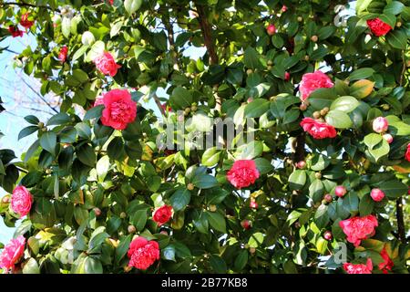 Schöne rosafarbene Kamellia Japonica Blumen in einem Garten in Guimaraes, Oporto Stockfoto