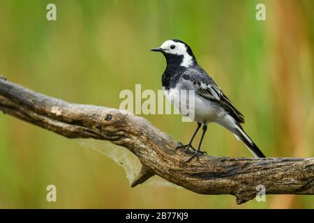 Bachstelze, Motacilla alba, kleinen beliebten Säugetierart aus europäischen Felder, Wiesen und Feuchtgebiete, Hortobagy National Park, Ungarn. Stockfoto