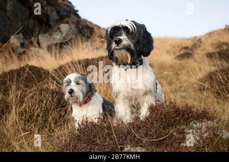 Hund, der im Cairnsmore des Fleet National Nature Reserve spazieren geht, mit Blick auf Gatehouse of Fleet, Galloway, Schottland, Großbritannien Stockfoto