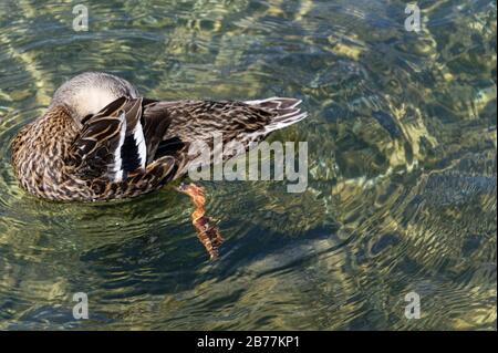 Eine Ente küht sich beim Schwimmen auf klarem, frischem Wasser in Neuseeland Stockfoto