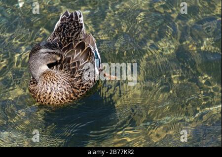 Eine Mallard-Ente hat ihren Kopf unter einem Flügel verstaut, während er sich selbst vorstellt Stockfoto