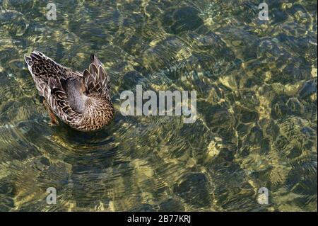 Sonnenschächte dappeln das frische, klare Wasser des Lake Rotiti in Nelson Lakes, während sich eine Ente selbst vorstellt Stockfoto