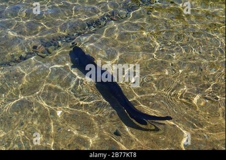 Ein dunkelbrauner, langer gefinsterter Aal schwimmt im sonnenbeleuchteten Wasser des Rotoiti-Sees Stockfoto