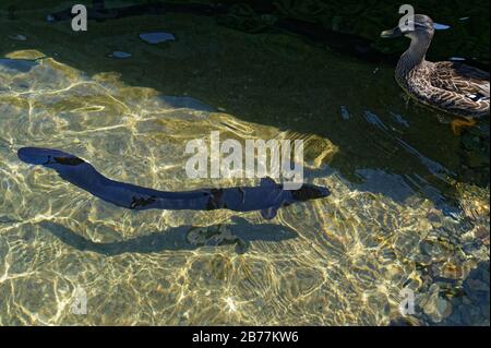 Thunfisch oder langer gefingerter Aal schwimmt in kristallklarem Wasser am Lake Rotoiti nahe den Nelson Lakes in Neuseeland Stockfoto