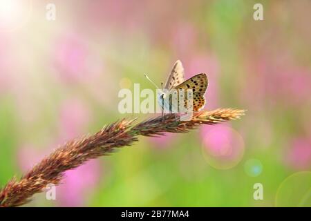 Schmetterling aus silberfarbenem Blau auf trockenem Blatt in sonniger Sonne. Sommer-Insekt. Sonnenstrahlen leuchten auf kleinen Schmetterlingen, die auf der Klinge von gra sitzen Stockfoto