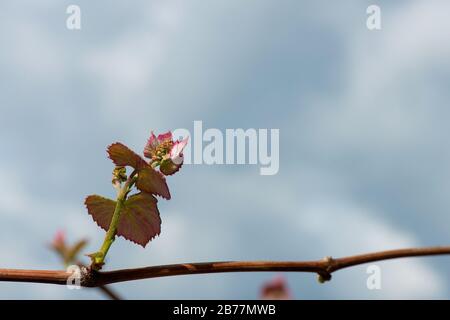 Junge grüne zarte Triebe und Blätter von Trauben an der Rebe gegen den blauen Himmel im Frühjahr. Frühlings-Weinreben - frische grüne Triebe, Traubenblüte Stockfoto