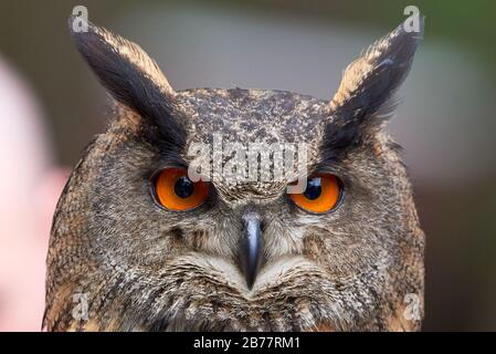 Eurasischer Eagle-Eule Closeup ( Bubo bubo ) Stockfoto