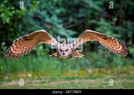 Eurasische Eagle-Eule im Flug ( Bubo bubo ) Falkonry Stockfoto