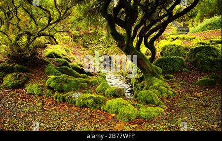 Moss bedeckte Bäume und Bach, English Lake District Stockfoto