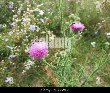 Blühende Blumenköpfe der Milchdistel. Hintergrund der Natur. Stockfoto