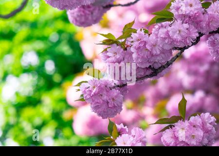 Pink Kirschblüte in der Nähe des Zweiges. Zart japanische Sakura-Saison. Wunderbarer Naturhintergrund Stockfoto