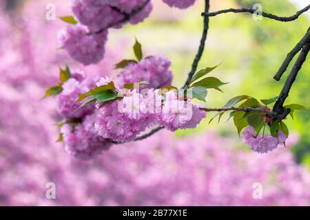Pink Kirschblüte in der Nähe des Zweiges. Zart japanische Sakura-Saison. Wunderbarer Naturhintergrund Stockfoto
