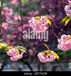 Pink Kirschblüte in der Nähe des Zweiges. Zart japanische Sakura-Saison. Wunderbarer Naturhintergrund Stockfoto
