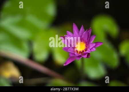 Lila tropische Wasserlilie Blume (Nymphaea Daubenyana) mit gelbem Zentrum und dunkelgrünem Hintergrund Stockfoto