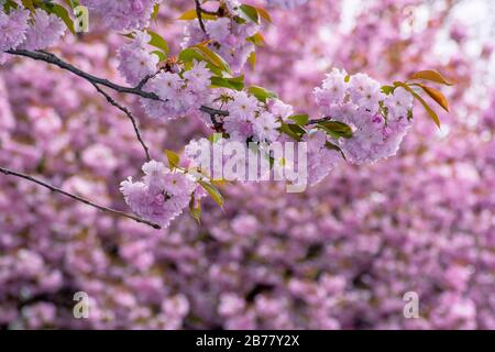 Blühender Kirschbaum Hintergrund im Frühling wunderschöne rosafarbene Blumen an den Ästen Stockfoto