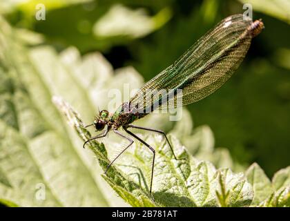 Damsellfly, weiblich, auf einer Brennnessel, Bedfordshire, Spätsommer 2019 Stockfoto