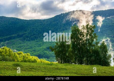 Wolken und Nebel ragen über den Buchenwald. Morgendliche Berglandschaft der karpaten im Frühjahr, grünes Gras auf der Wiese im Vordergrund Stockfoto