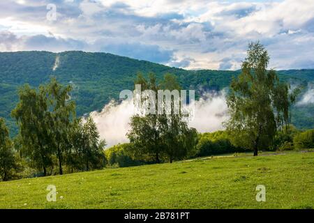 Wolken und Nebel ragen über den Buchenwald. Morgendliche Berglandschaft der karpaten im Frühjahr, grünes Gras auf der Wiese im Vordergrund Stockfoto