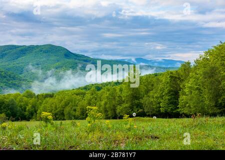 Wolken und Nebel ragen über den Buchenwald. Morgendliche Berglandschaft der karpaten im Frühjahr, grünes Gras auf der Wiese im Vordergrund Stockfoto