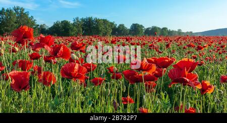 Rotes Mohnfeld bei Sonnenuntergang. Wolken am blauen Himmel. Sonniges Wetter Stockfoto