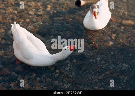 Weiße Ente schwimmt in einem Teich Stockfoto