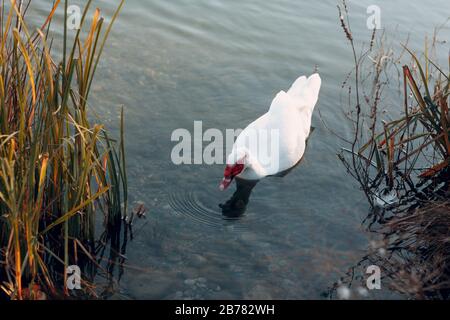 Weiße Ente schwimmt in einem Teich Stockfoto