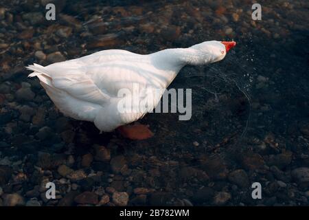 Weiße Ente schwimmt in einem Teich Stockfoto