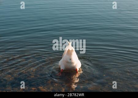 Weiße Ente schwimmt in einem Teich Stockfoto