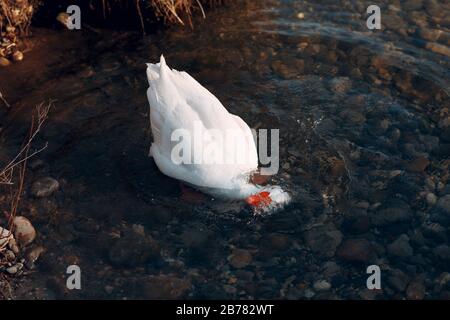 Weiße Ente schwimmt in einem Teich Stockfoto