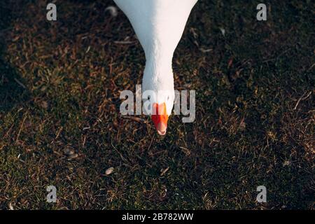 Weiße Ente schwimmt in einem Teich Stockfoto