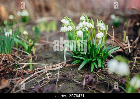 Schneefall wächst im märzwald. Weiße Frühlingsblumen. Galanthus elwesii. Natürlicher Hintergrund. Stockfoto