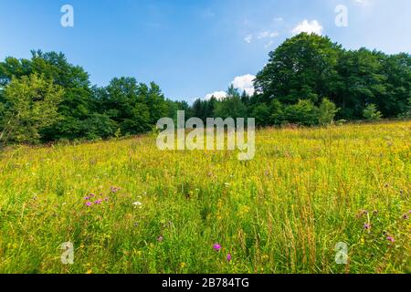 Grasige Wiese mit wilden Kräutern im Sommer. Wald um die Glade im Urwald. Sonniges Sommerwetter mit einigen Wolken am blauen Himmel Stockfoto