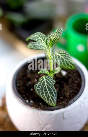 Grüne fittonia Hauspflanze in einem weißen Blumentopf Stockfoto