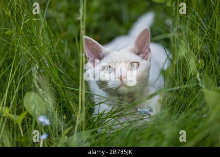 Eine weiße Devon Rex-Katze, die sich in hohem grünen Gras versteckt. Die kleine Katze, die auf die Kamera blickt. Stockfoto