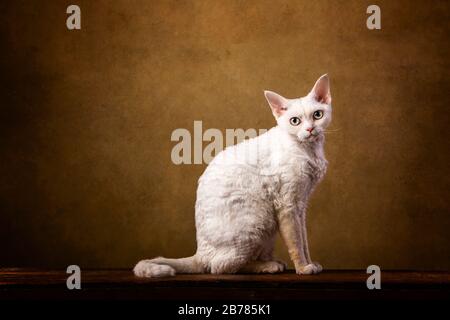 Ein wunderschönes weißes Devon Rex Kunstporträt, das im Studio mit einem braunen Vignettenhintergrund gedreht wurde. Die niedliche kleine Katze schaut auf die Kamera, und da Stockfoto