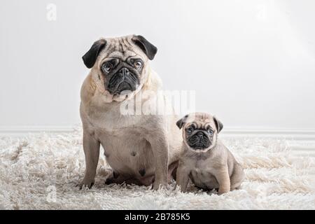 Zwei ähnliche PUG-Hunde, ein großer und ein kleiner Sitzer und ein Blick auf die Kamera. Sie sind eine Mutter und ihr sechs Wochen alter Pfup. Sie befinden sich auf einem flauschigen Teppich Stockfoto