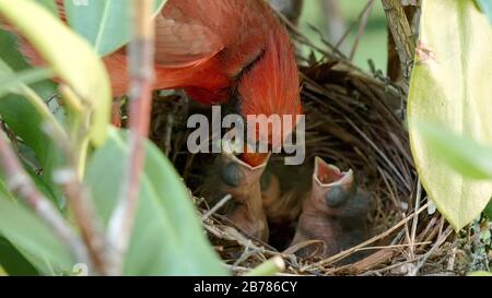 Ein männlicher Kardinalsvogel bringt Nahrung ins Nest und füttert seine Babyküken. Stockfoto